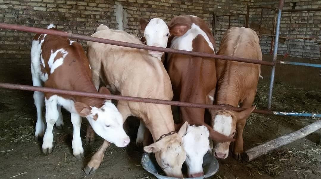 فروشگوساله بافاکتور و مجوز قانونی|حیوانات مزرعه|بندر ترکمن, |دیوار