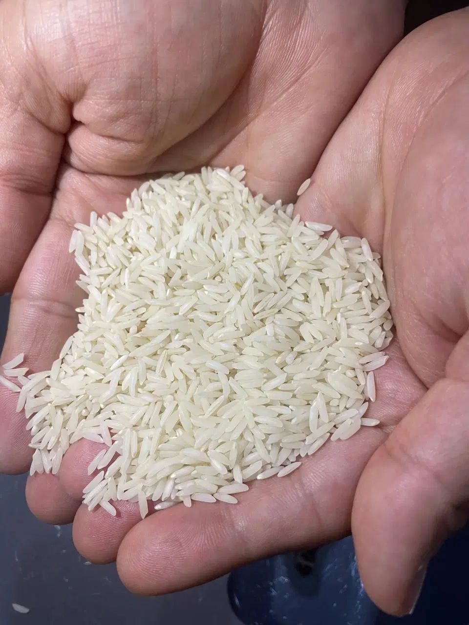 برنج طارم هاشمی محلی اصل درجه ۱ مستقیم از شالیزار|خوردنی و آشامیدنی|مشهد, گلبرگ شمالی|دیوار