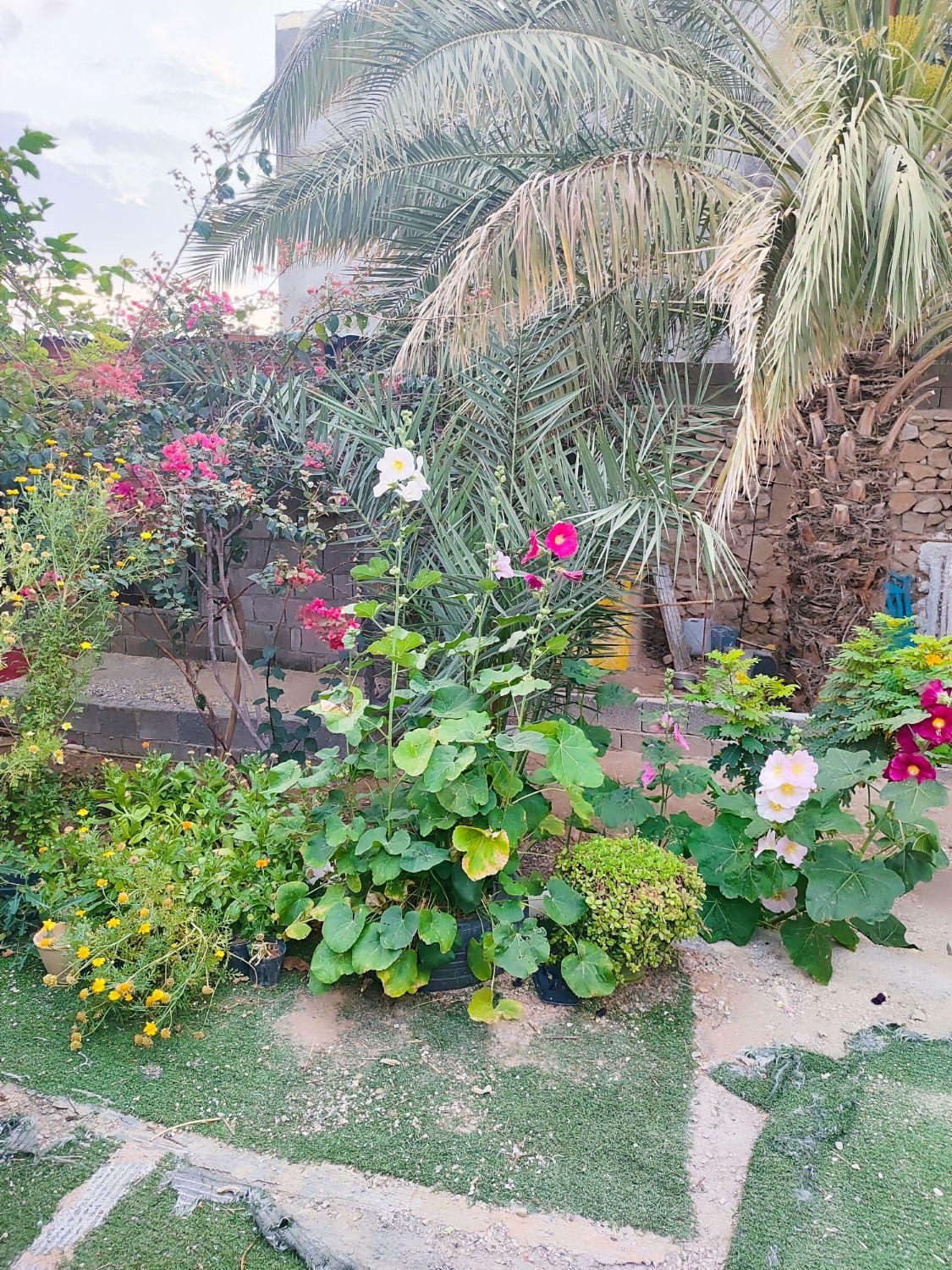 اجاره روزانه/هفتگی/ماهانه آپارتمان ۱۸ متری|اجارهٔ کوتاه‌مدت آپارتمان و سوئیت|خورموج, |دیوار