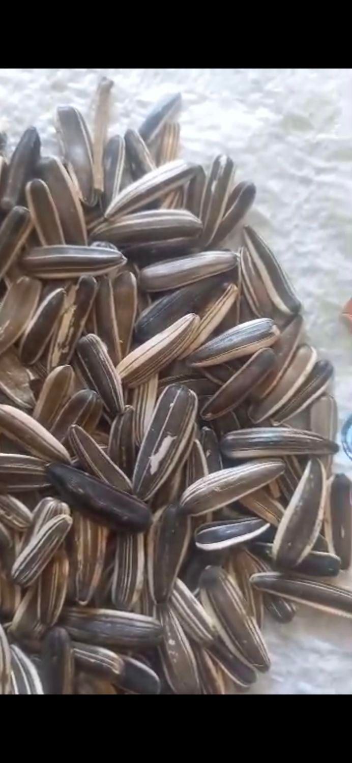 تخمه سنقری خام|خوردنی و آشامیدنی|تهران, آذری|دیوار