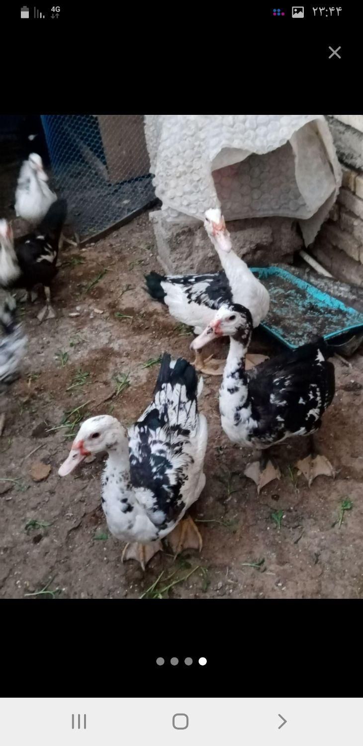 واردک روسی ویه مرغ شاخدار و مرغ|حیوانات مزرعه|خرمشهر, |دیوار