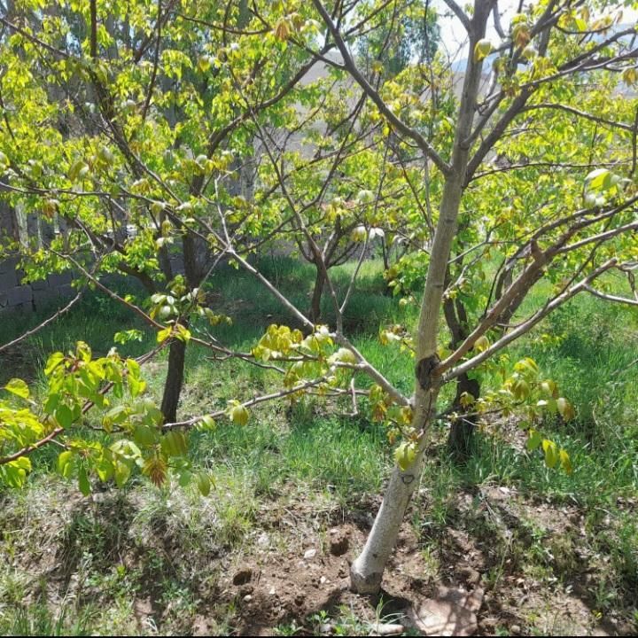 باغ بر جاده ورزقان|فروش دفتر صنعتی، کشاورزی، تجاری|خواجه, |دیوار