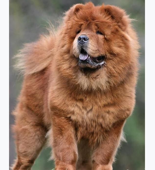 چاوچاو چاو چاو نر|سگ|مشهد, گلبرگ شمالی|دیوار