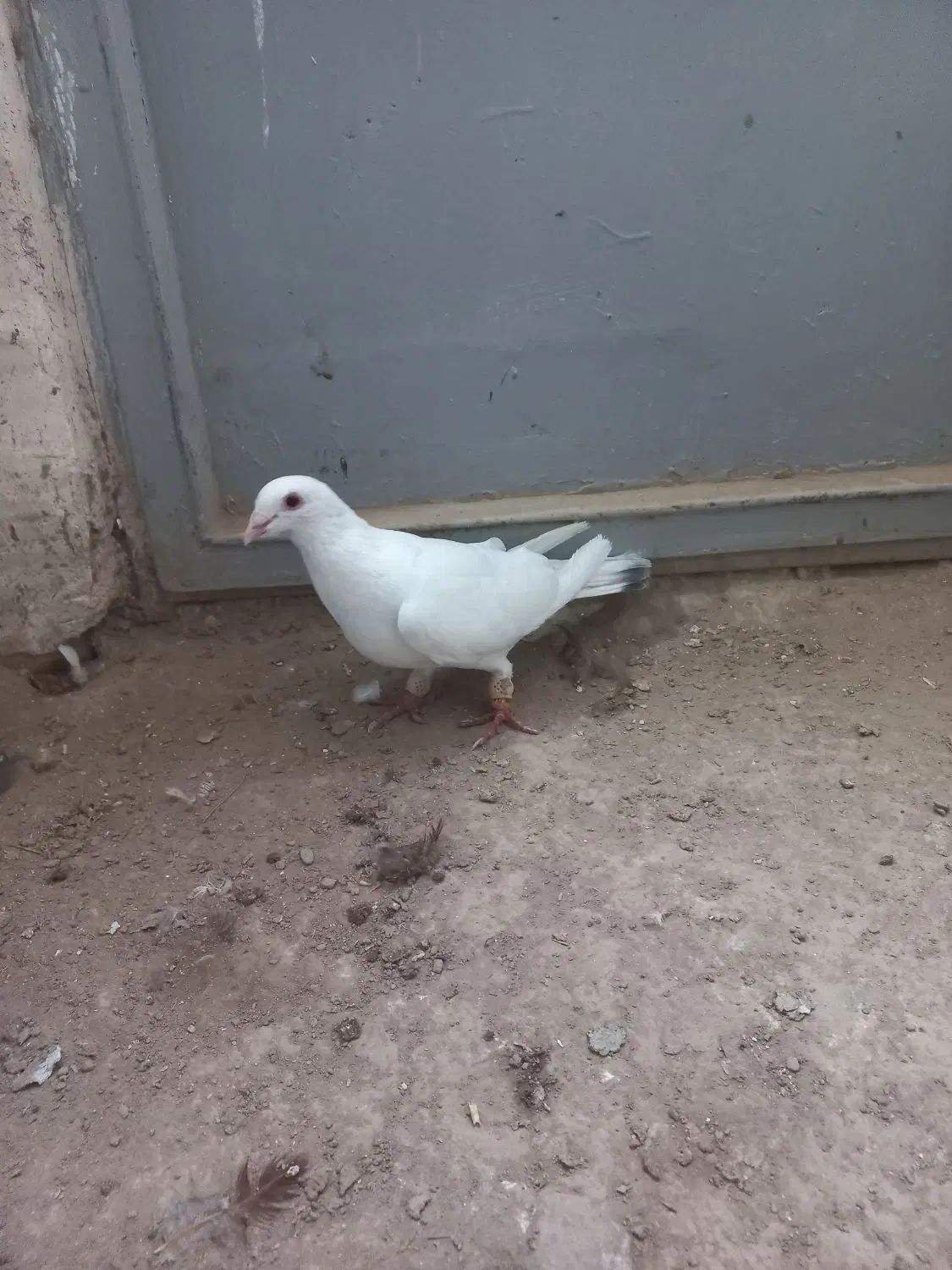 کلاغ . قورگی . دم|پرنده|مشهد, عامل|دیوار
