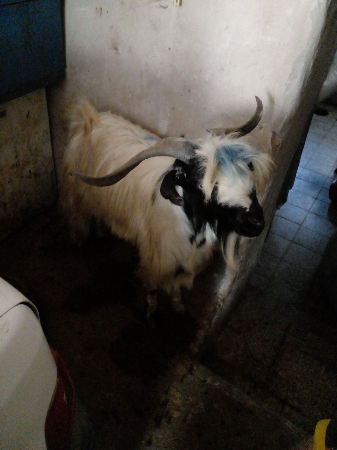 ذبح دام|خدمات پذیرایی، مراسم|بیرجند, |دیوار