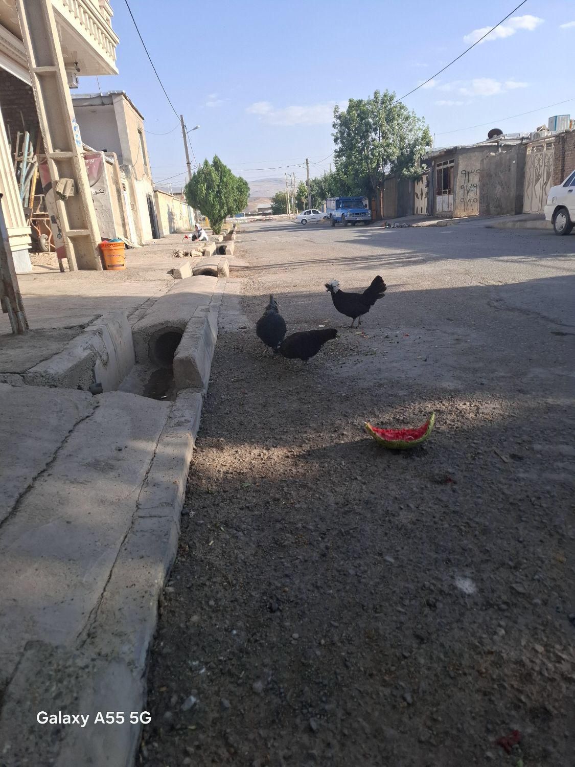 مرغ وخروس لهستانی|حیوانات مزرعه|صحنه, |دیوار