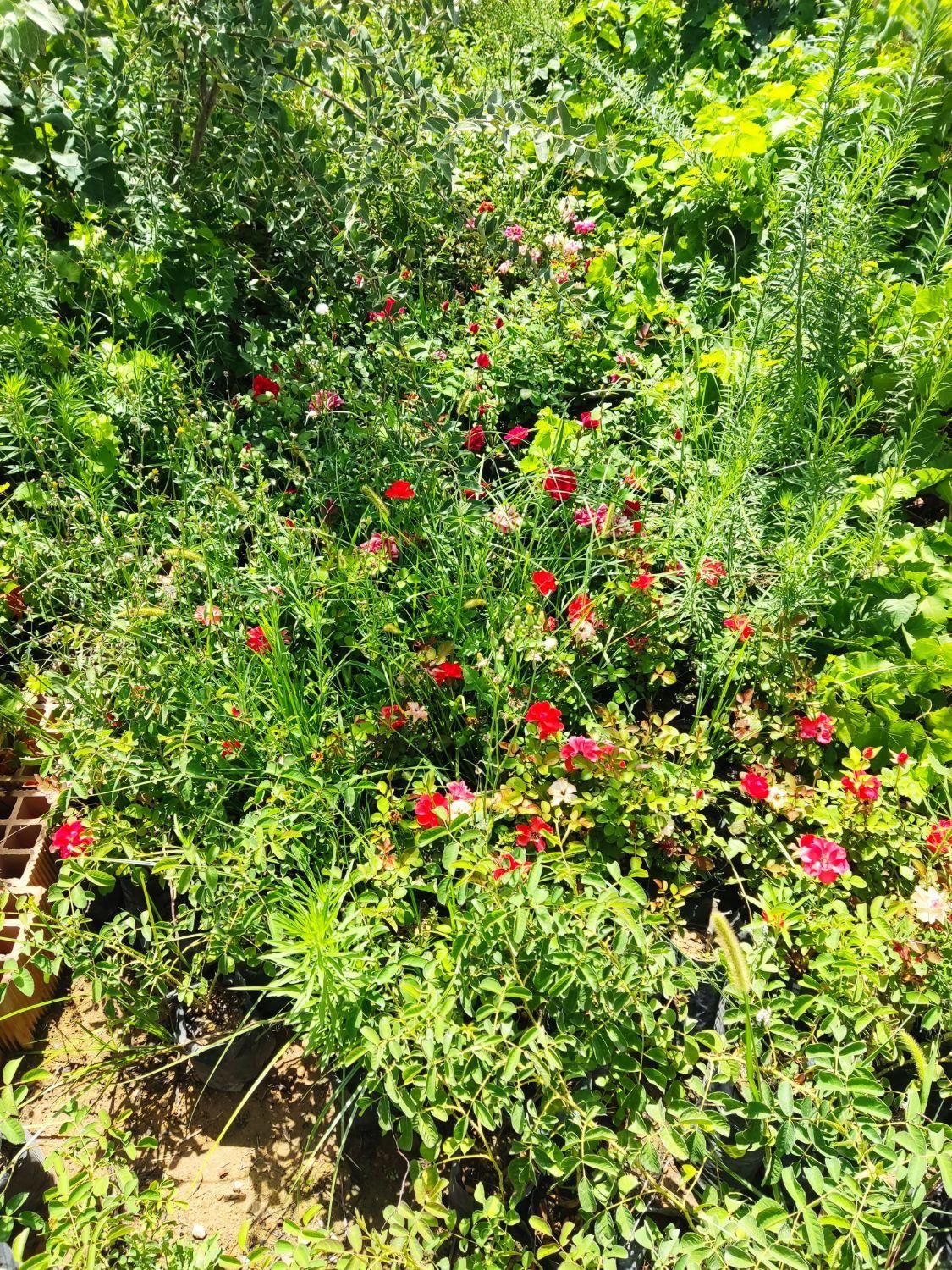 نهال ایلام ایوان زرنه|خدمات باغبانی و درختکاری|ایلام, |دیوار