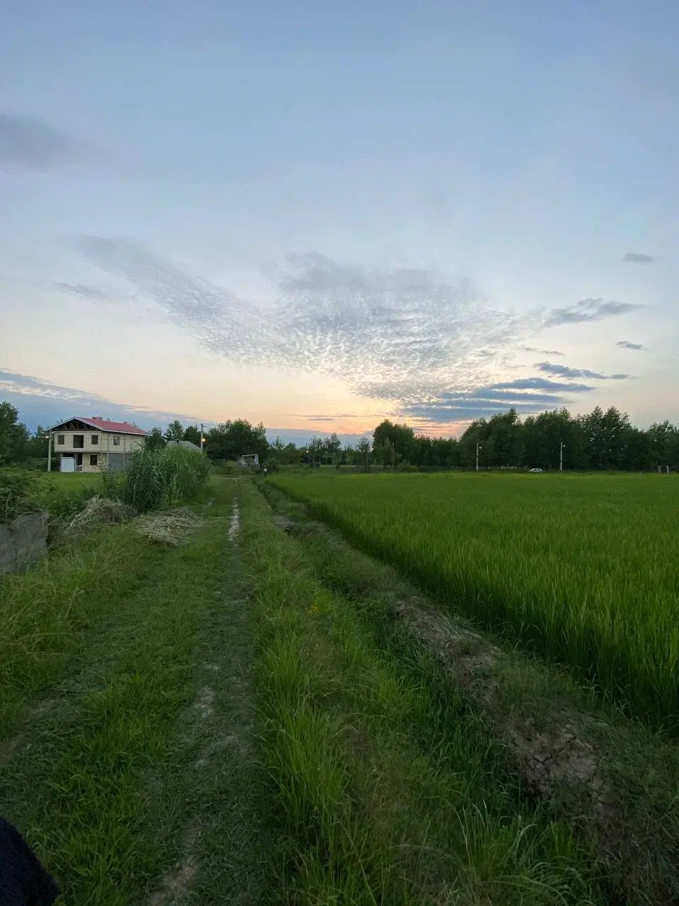 فروش شالیزار *به زراعی* در روستای چوبه|فروش دفتر صنعتی، کشاورزی، تجاری|صومعه‌سرا, |دیوار