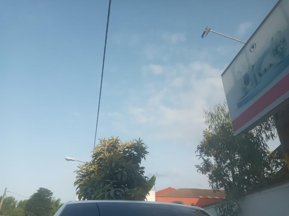 برگ بامبو|گل و گیاه طبیعی|رشت, بوسار|دیوار