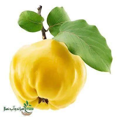 تولید و عرضه نهال گلدانی به اونشاب|خدمات باغبانی و درختکاری|سامان, |دیوار