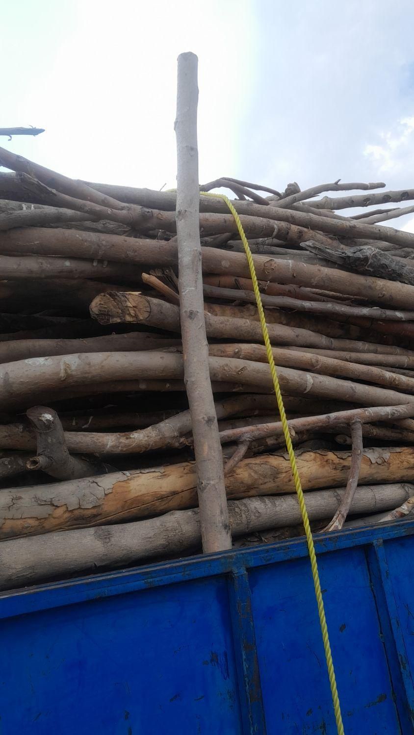 خریدار چوب درخت،تیر سقفی،پالت،ریشه،فروش زغال کبابی|خدمات باغبانی و درختکاری|هشتگرد, هشتگرد قدیم|دیوار