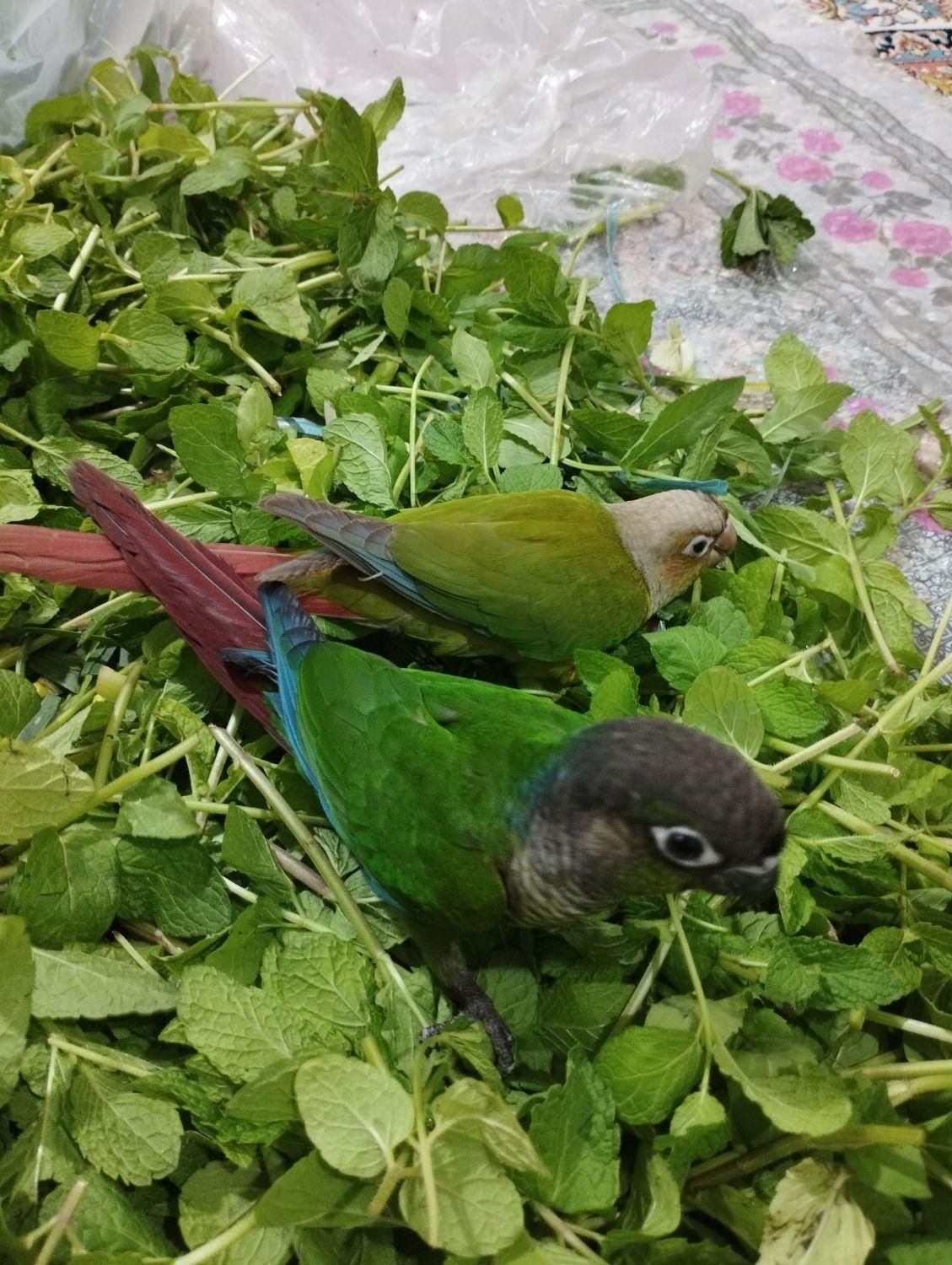 طوطی گرینچیک|پرنده|کوهدشت, |دیوار