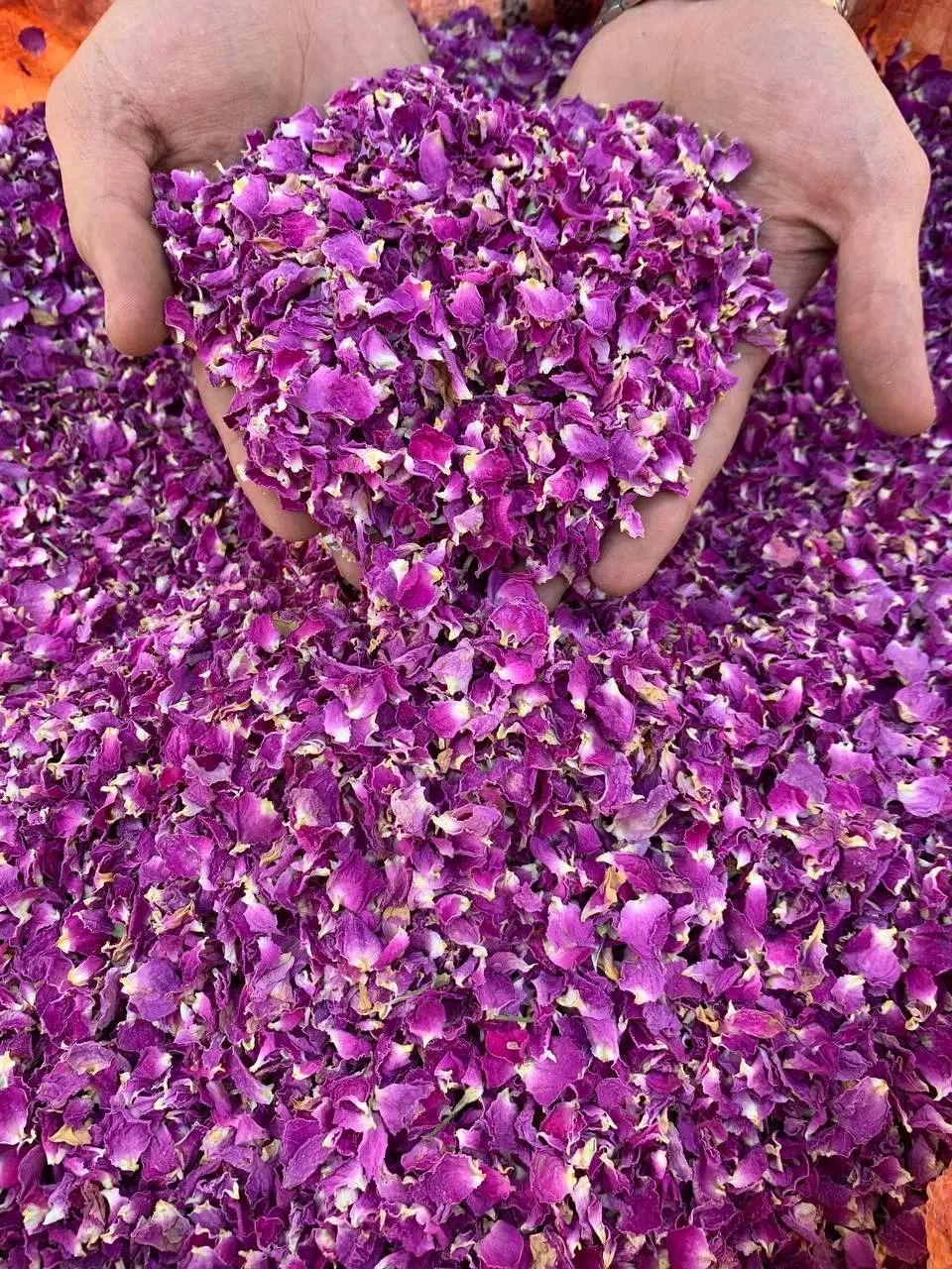پر گل محمدی خشک شده(مخصوص شیرینی،تزئین،چای)|خوردنی و آشامیدنی|پیرانشهر, |دیوار