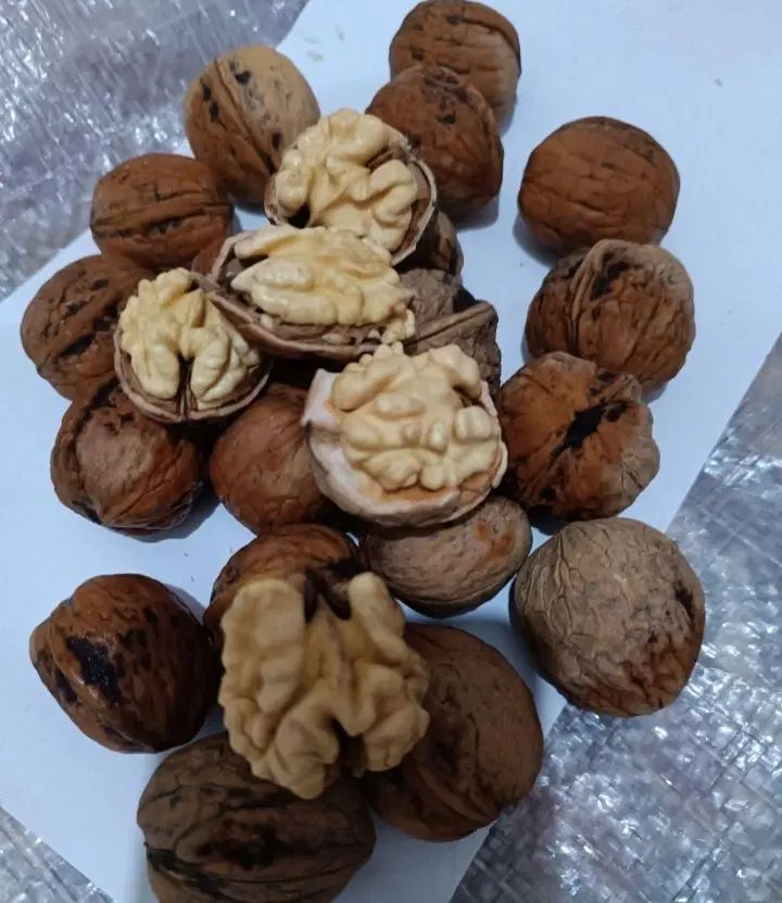 خرید گردو دانه ایی و کیلویی بصورت نقد با قیمت عالی|خدمات باغبانی و درختکاری|بجنورد, |دیوار