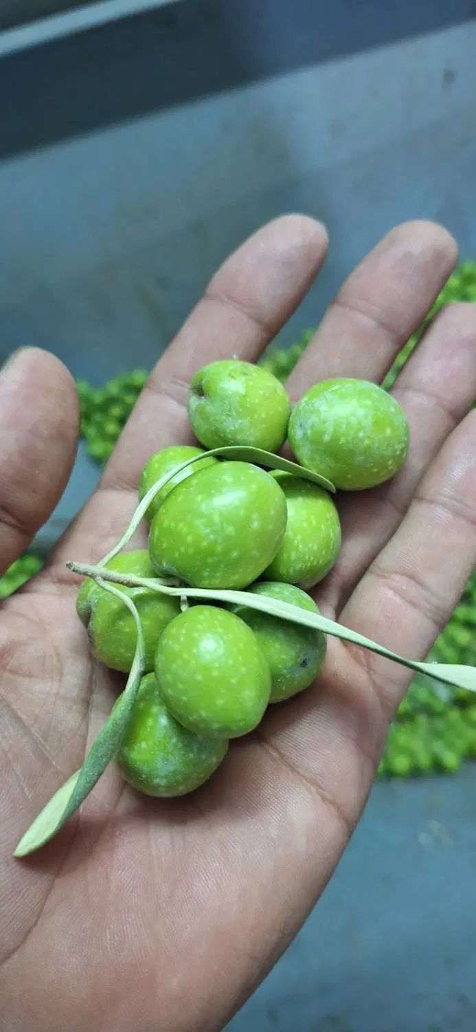فروش زیتون سبز . سرندشده/ شکسته و ماری|خوردنی و آشامیدنی|رشت, توشیبا|دیوار