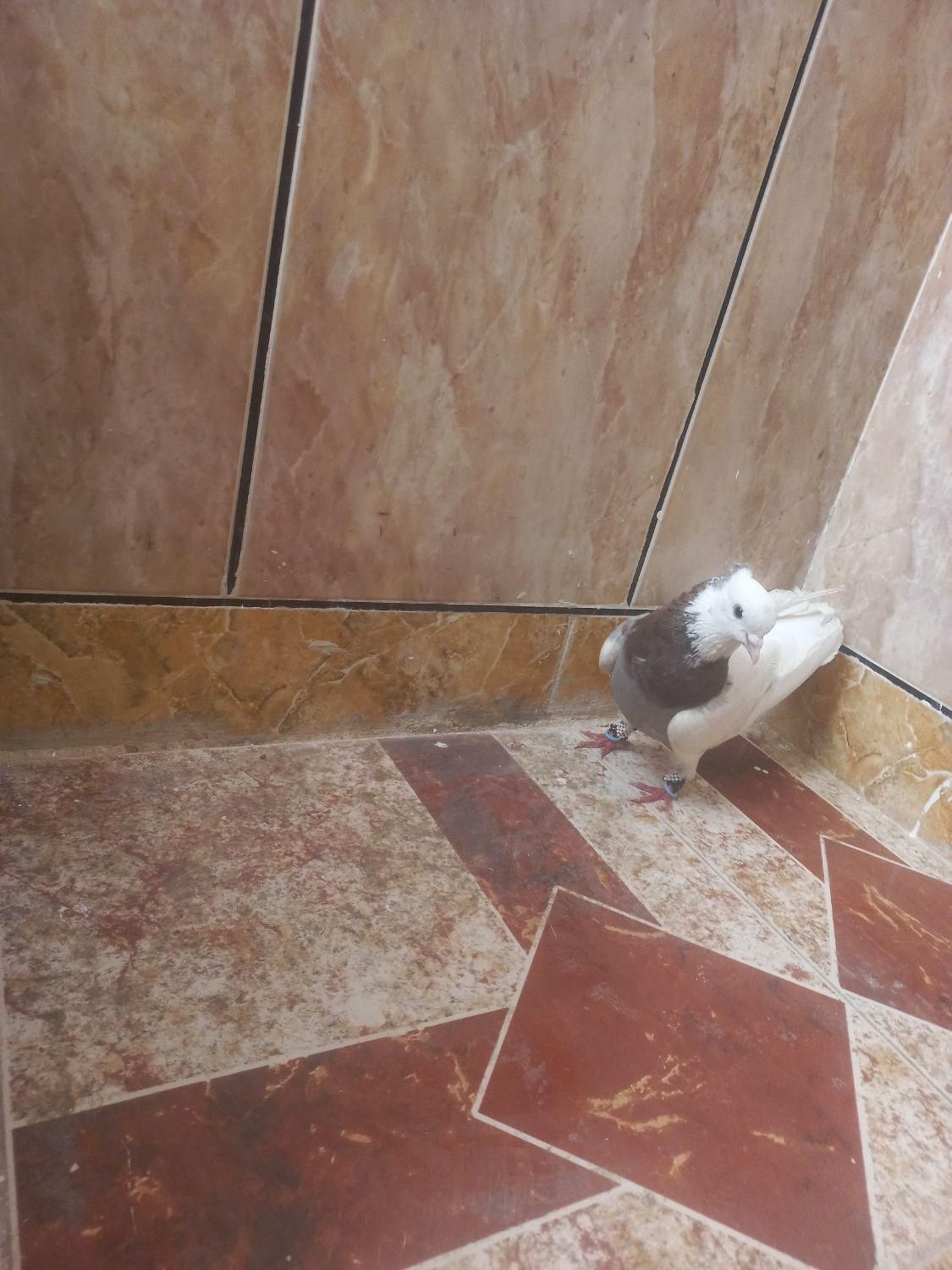 طوقی نر گم شده مژدگانی داده مشود|حیوانات|گرمسار, |دیوار