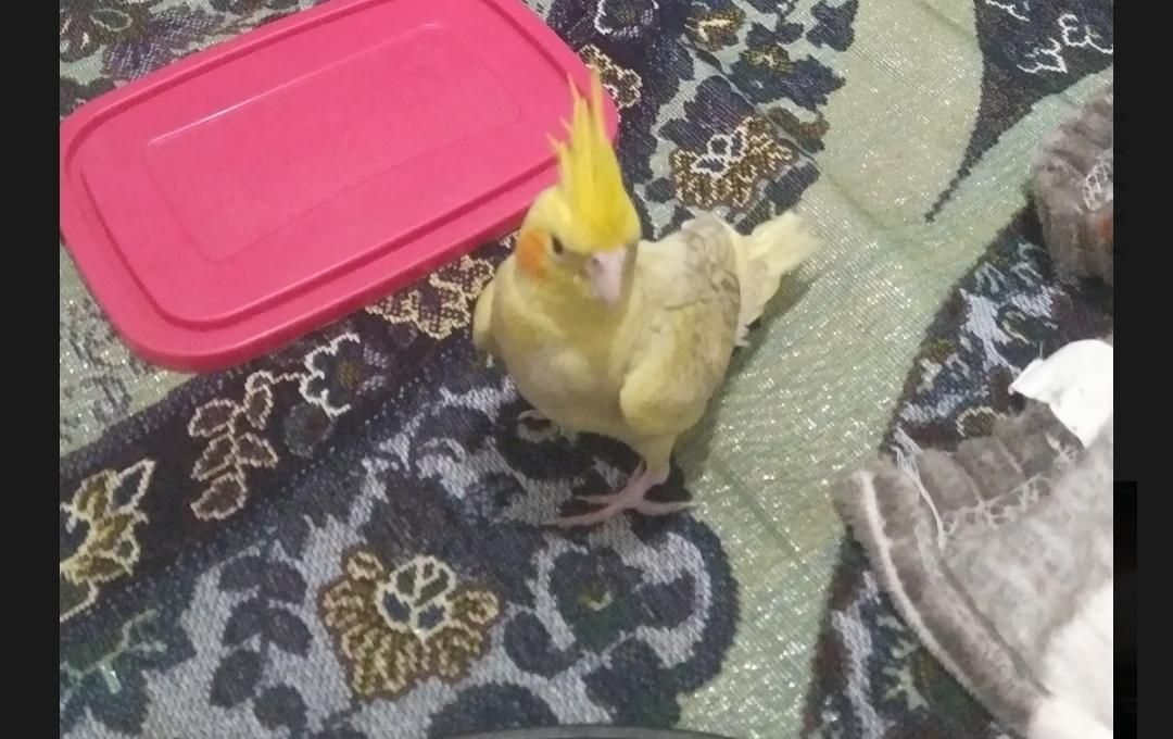 عروس هلندی گم شده|پرنده|تربت جام, علوی|دیوار