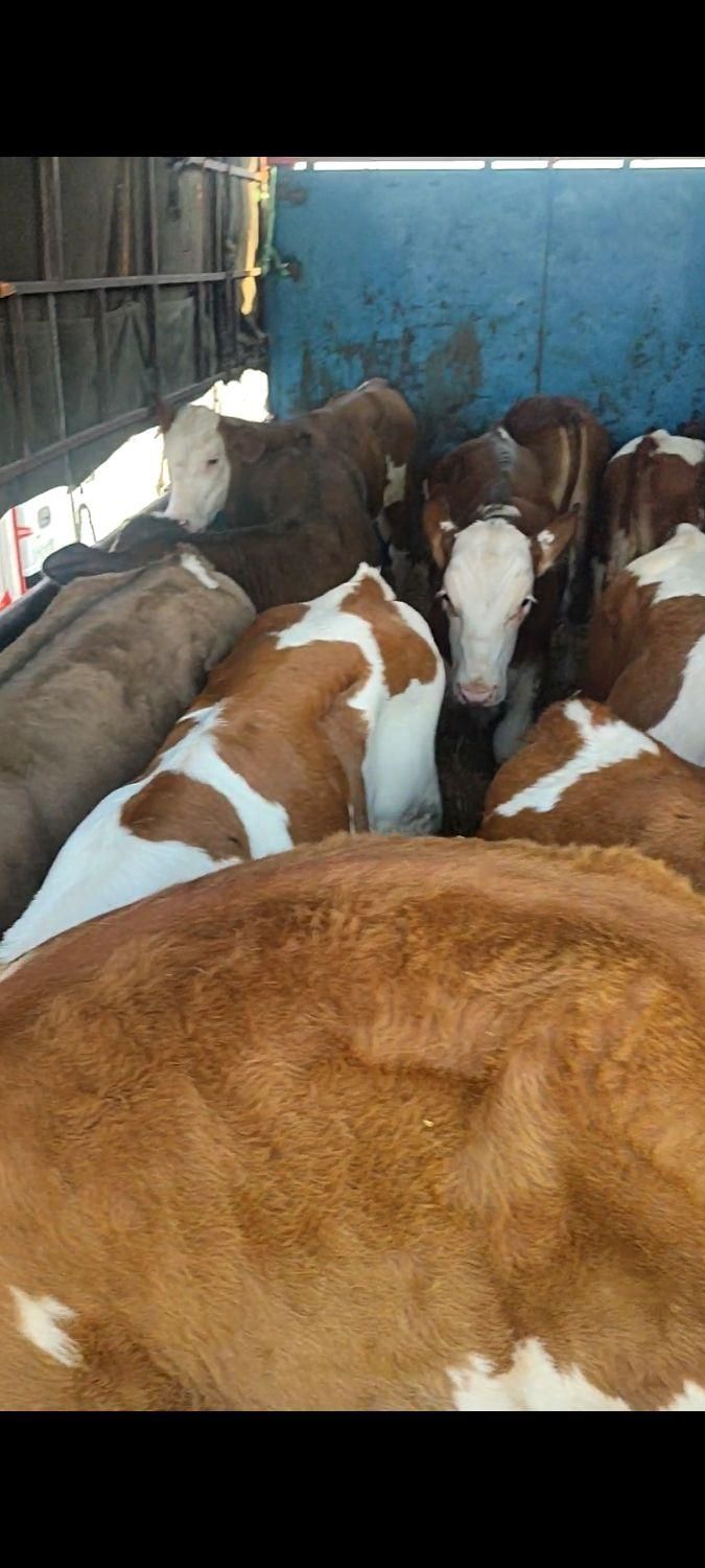 فروش گوساله های اصیل|حیوانات مزرعه|بندر ترکمن, |دیوار