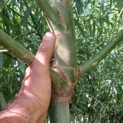 نهال  برای خنک شدن باغ بید مجنون گلدانی پیوند دار|خدمات باغبانی و درختکاری|کرج, چمران|دیوار