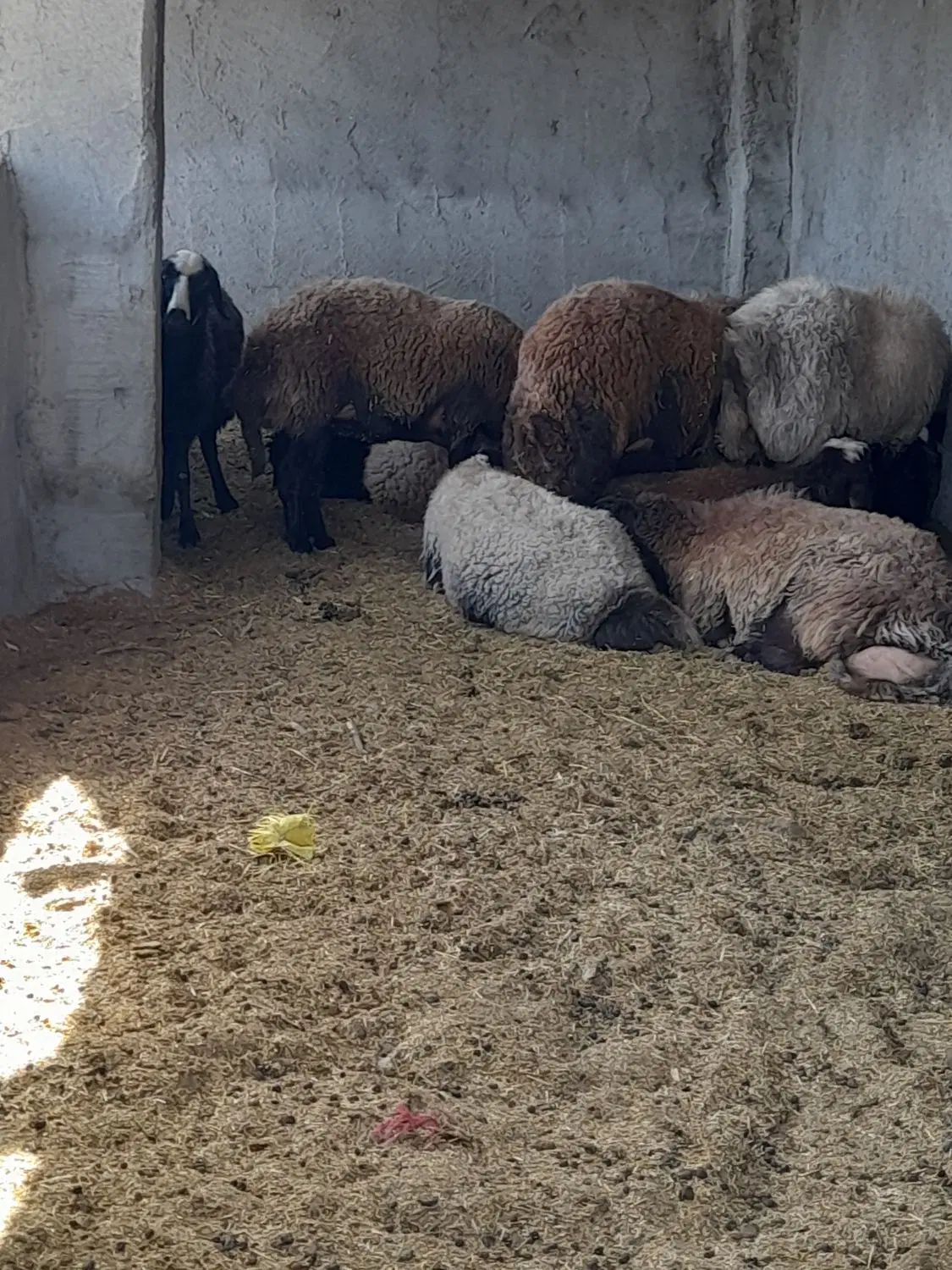 بیست میش ۸تازایدبقی ابستن همه میشادرشت برها ۳۰کیلو|حیوانات مزرعه|اصفهان, جوزدان الیادران|دیوار