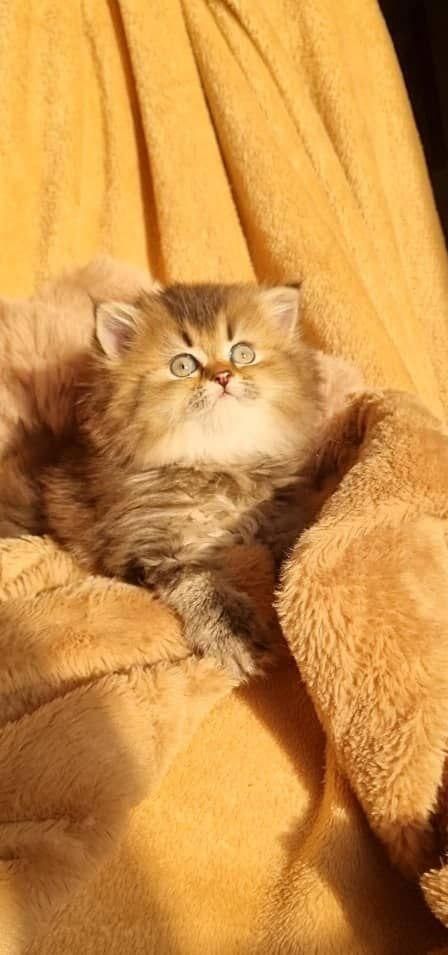 گربه اصیل و بغلی خونگی|گربه|کرمانشاه, |دیوار