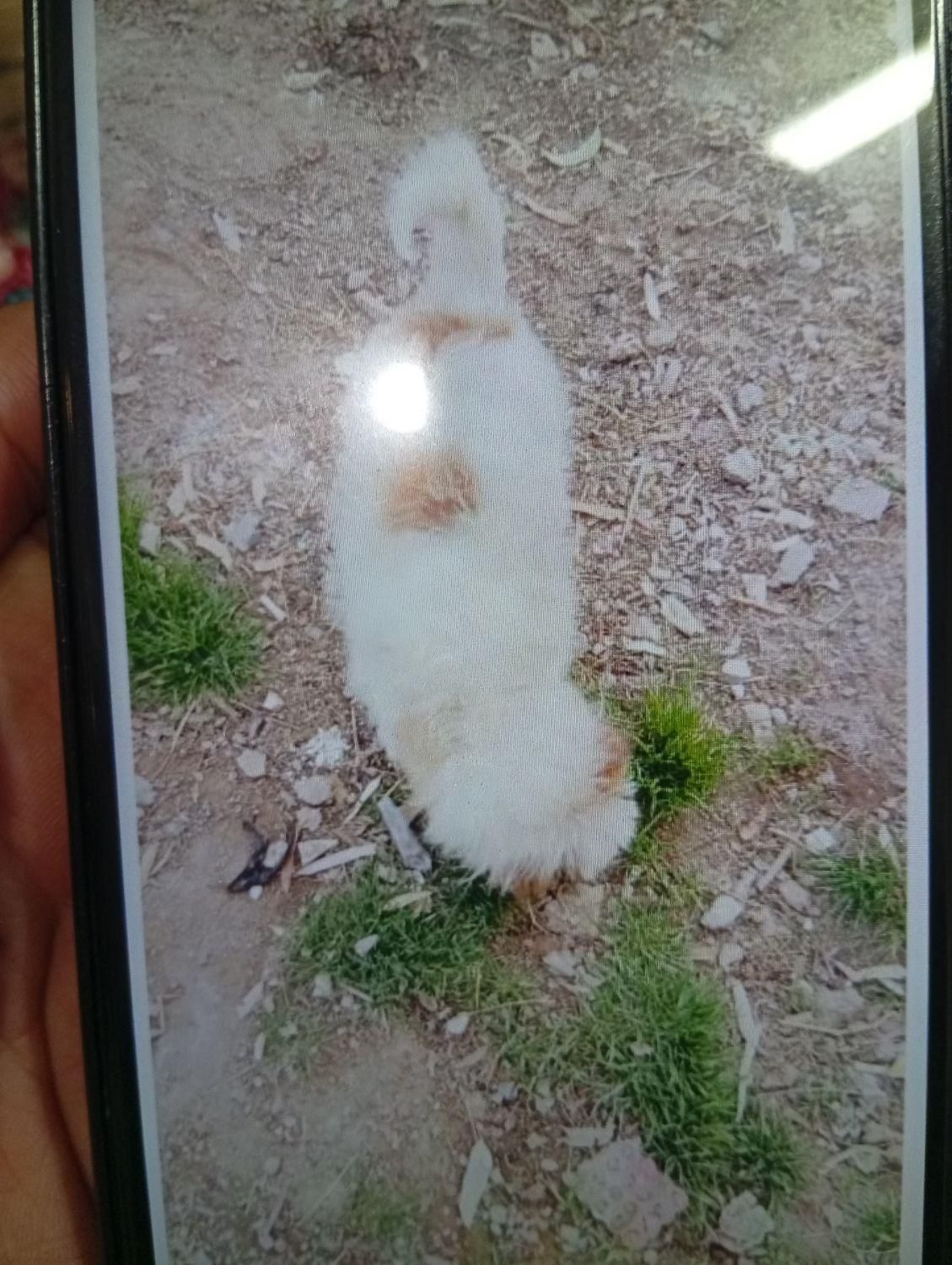 سگ شیتزو|سگ|کرمان, |دیوار