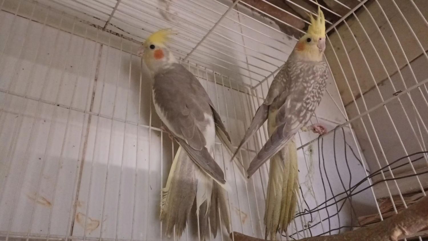 عروس هلندی|پرنده|تربت‌حیدریه, ۴۵ متری|دیوار