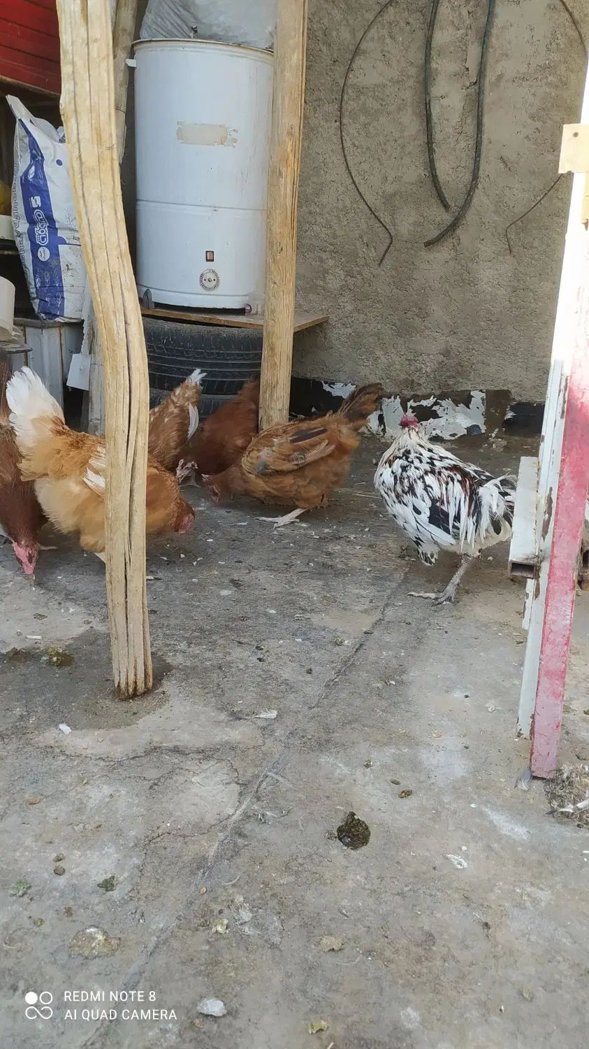 مرغ و خروس|حیوانات مزرعه|اصفهان, خوراسگان|دیوار