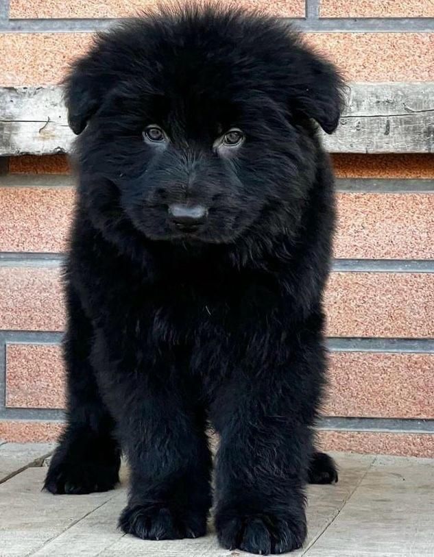 توله ژرمن شولاین نرو ماده|سگ|ساری, |دیوار