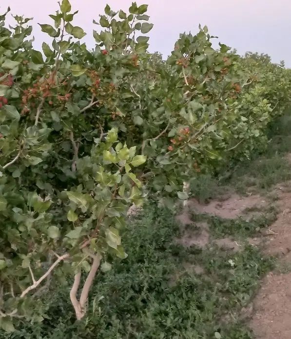 مشاور و مباشر کامل باغات پسته اربابی صفر تاصد|خدمات باغبانی و درختکاری|مشهد, احمدآباد|دیوار