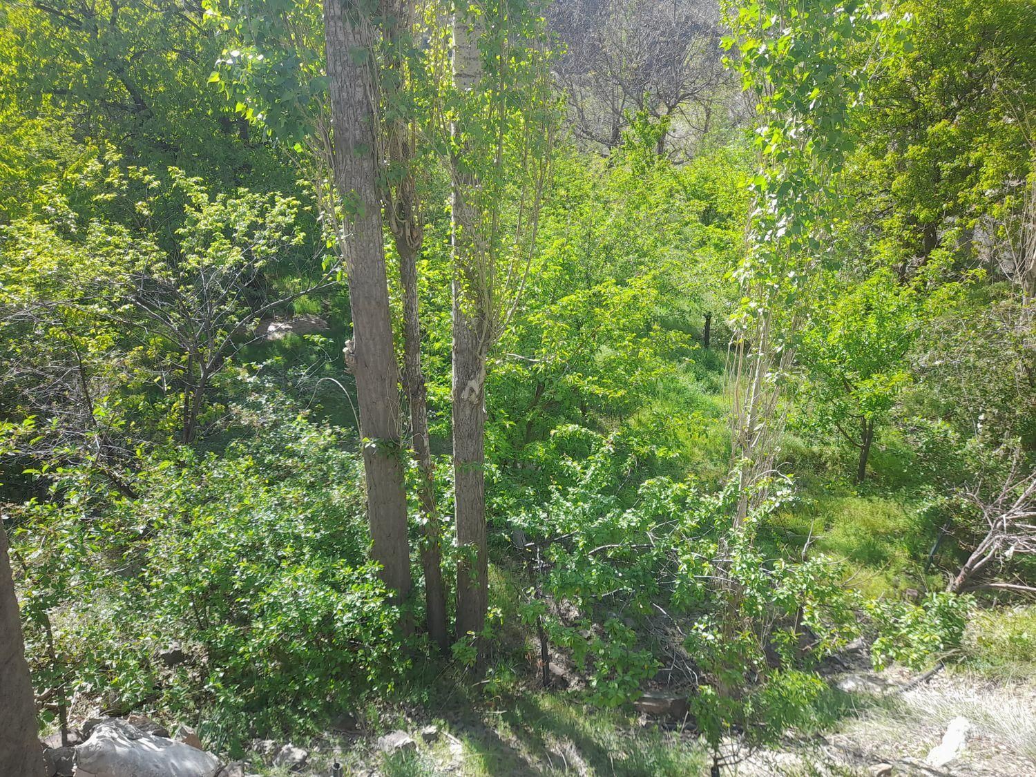 باغ روستای گردشگری مج|فروش زمین و ملک کلنگی|مشهد, کوی ولیعصر|دیوار