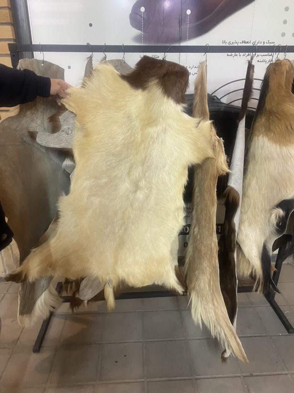 فروش ویژه پوست بز و بره|صنایع دستی و سایر لوازم تزئینی|قم, آذر (نکویی)|دیوار