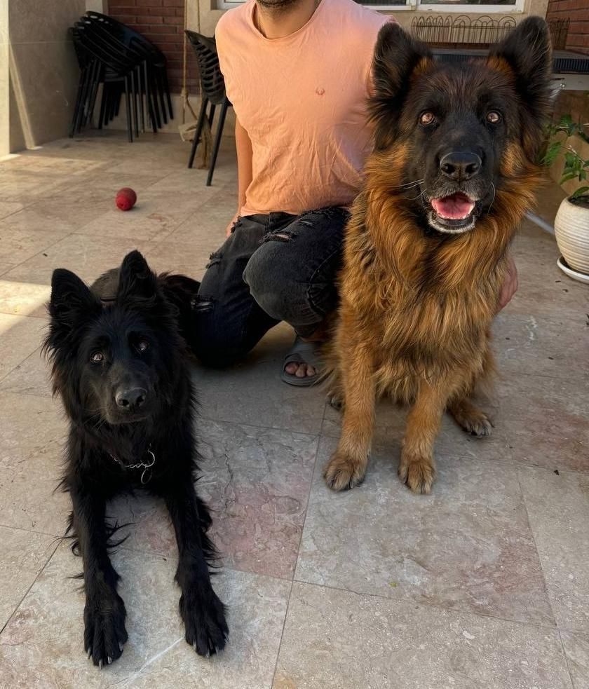 توله ژرمن اصیل|سگ|مشهد, امیریه|دیوار