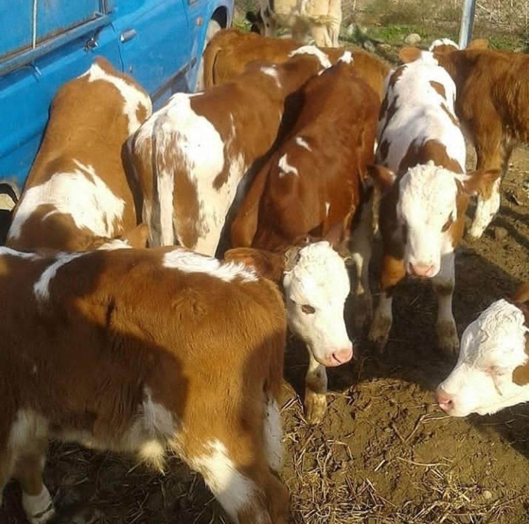 قرمزشرابی سیاه قهوهای گوساله فروشی به تعداددلخواه|حیوانات مزرعه|اصفهان, آبشار|دیوار