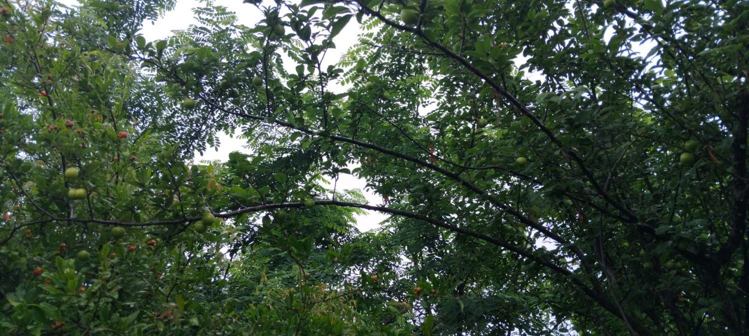 باغ روستای لیوان شرقی|فروش زمین و ملک کلنگی|نوکنده, |دیوار