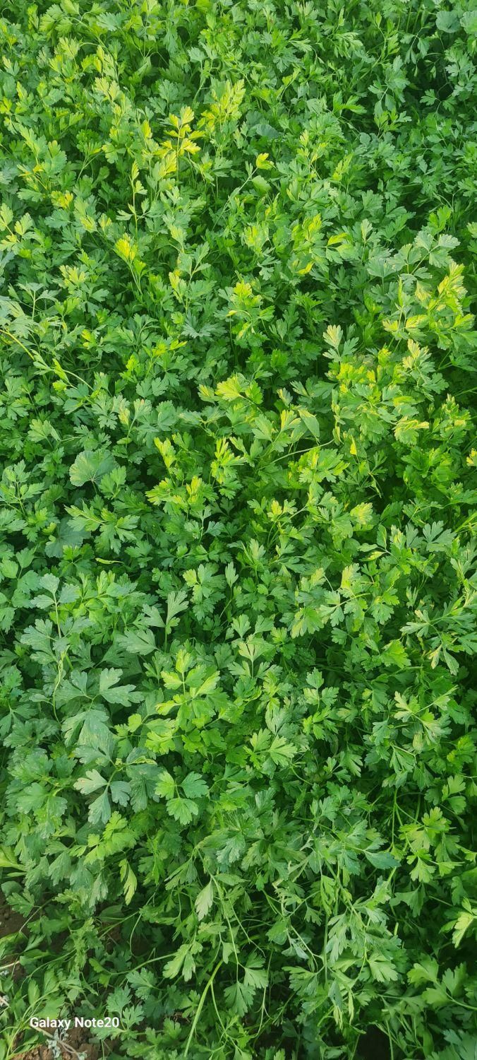 فروش سبزی  خورشتی. نعناع وریان حانه|خوردنی و آشامیدنی|اسلام‌‌آباد غرب, |دیوار