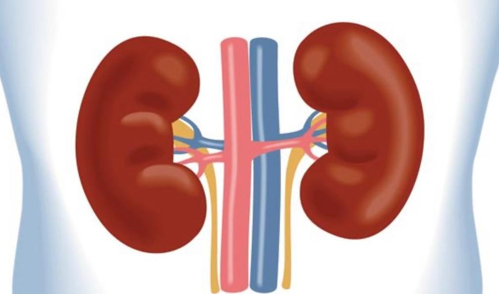 کلیه و کبد|فعالیت داوطلبانه|تهران, زعفرانیه|دیوار