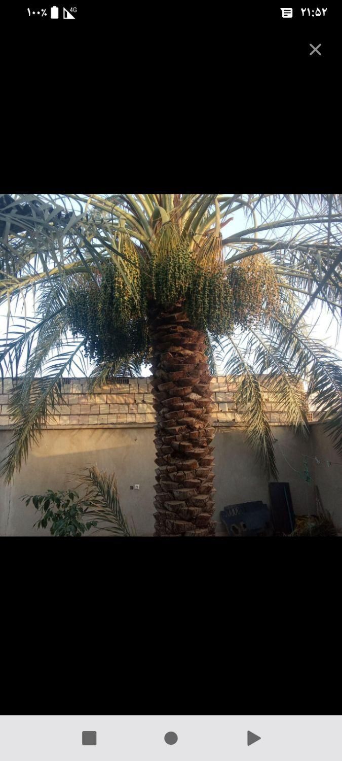 درخت بندی و گرازیدن|گل و گیاه طبیعی|بم, |دیوار