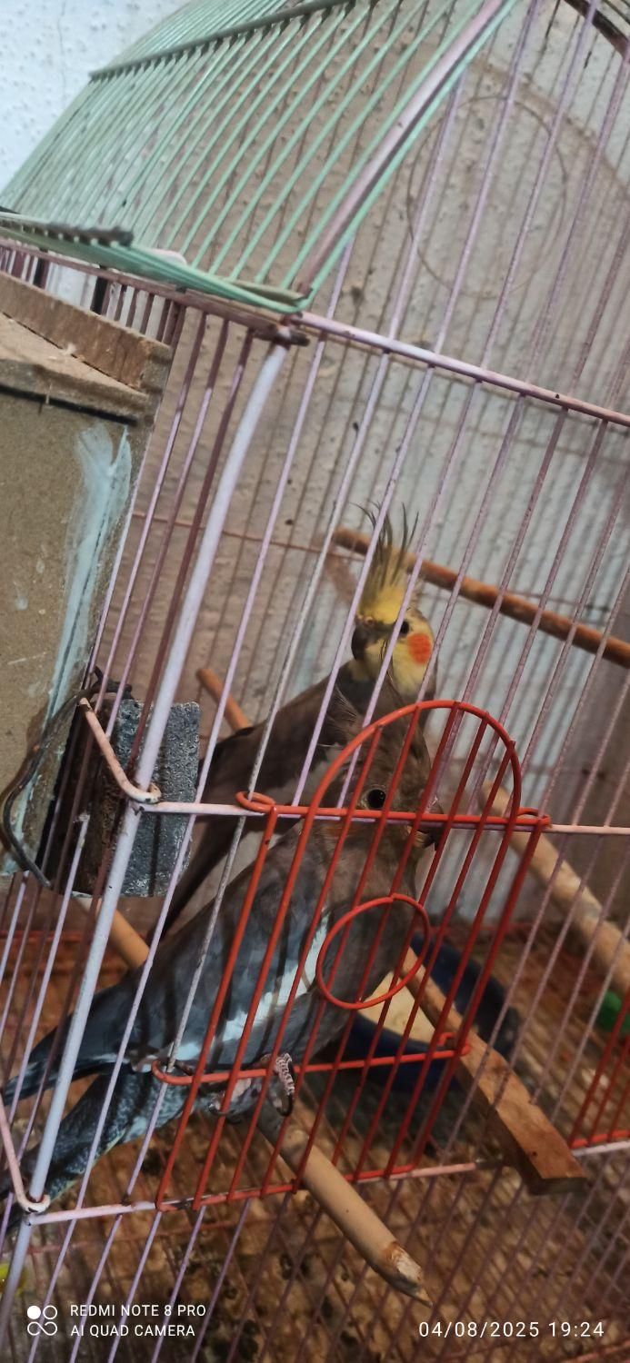 عروس هلندی|پرنده|هشتگرد, شهرک پارسیان|دیوار