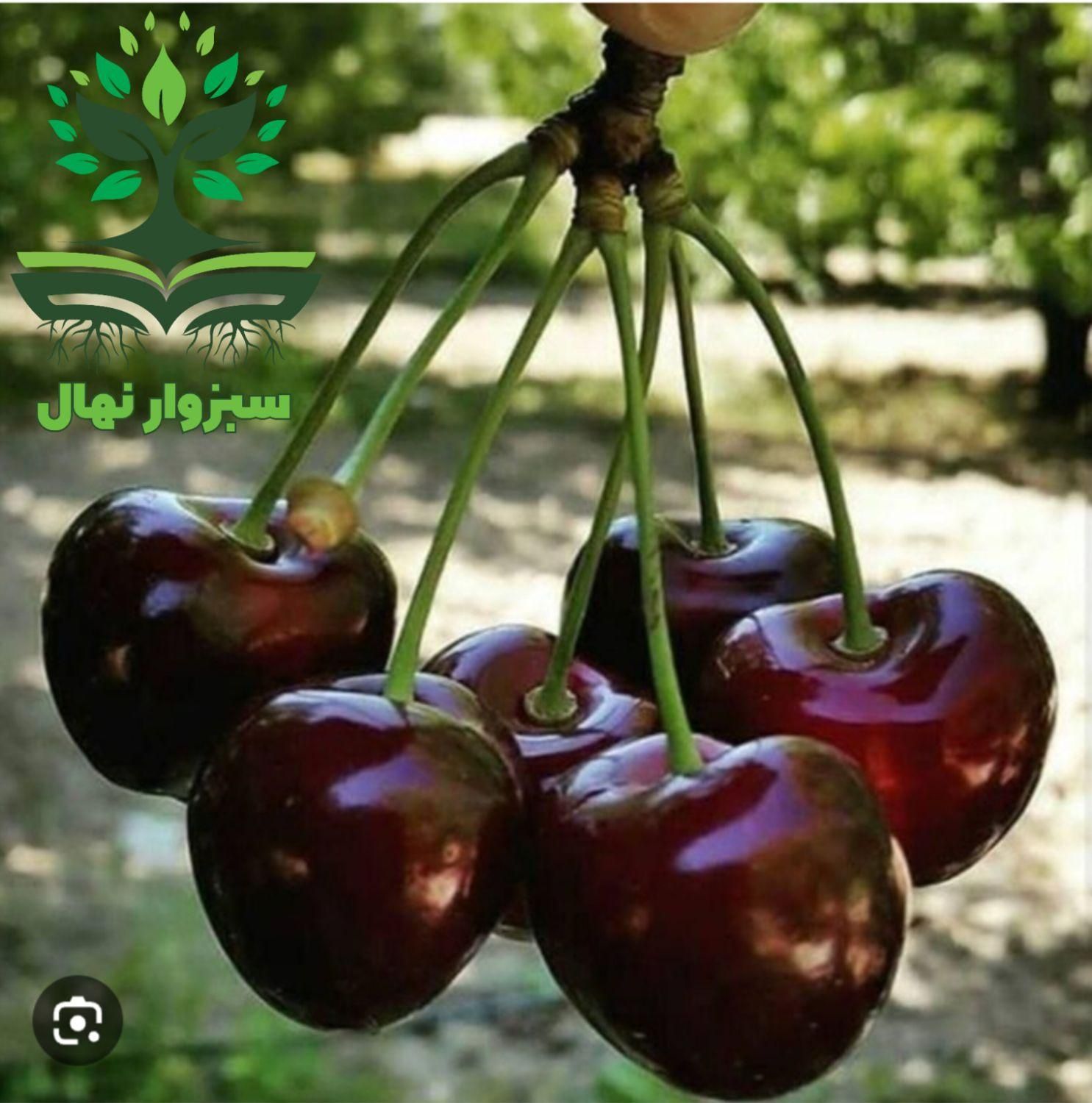 نهال گیلاس تکدانه گلدانی|گل و گیاه طبیعی|سبزوار, کهنه آب|دیوار