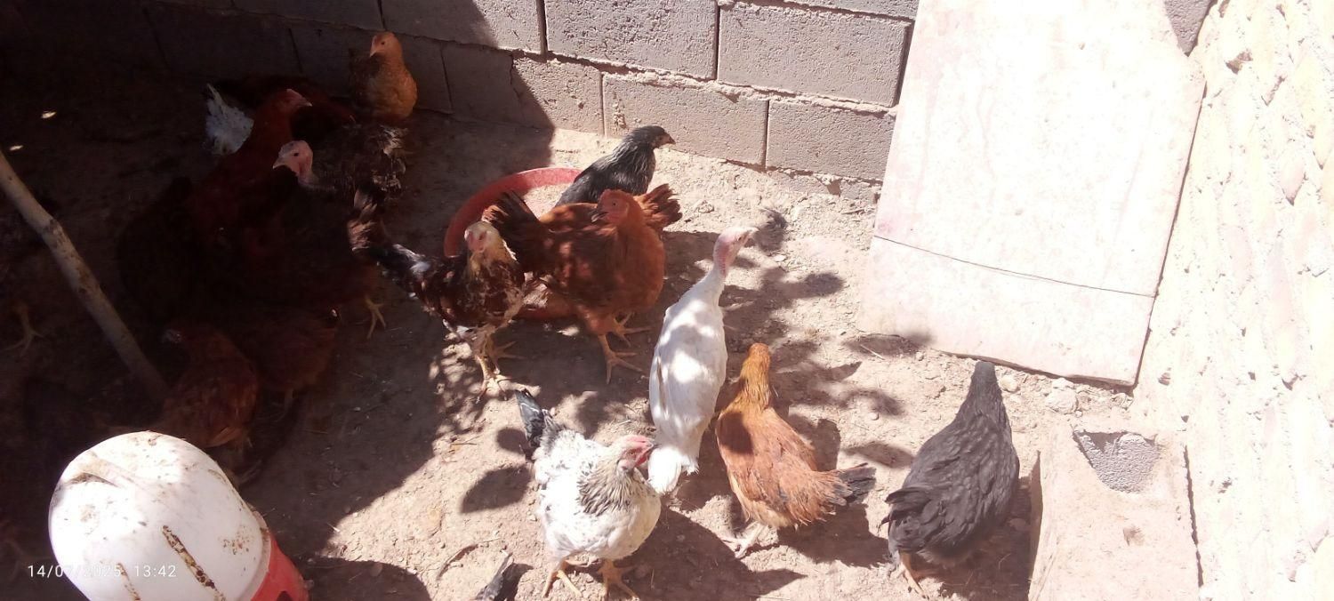 جوجه مرغ خروس|حیوانات مزرعه|قوچان, |دیوار