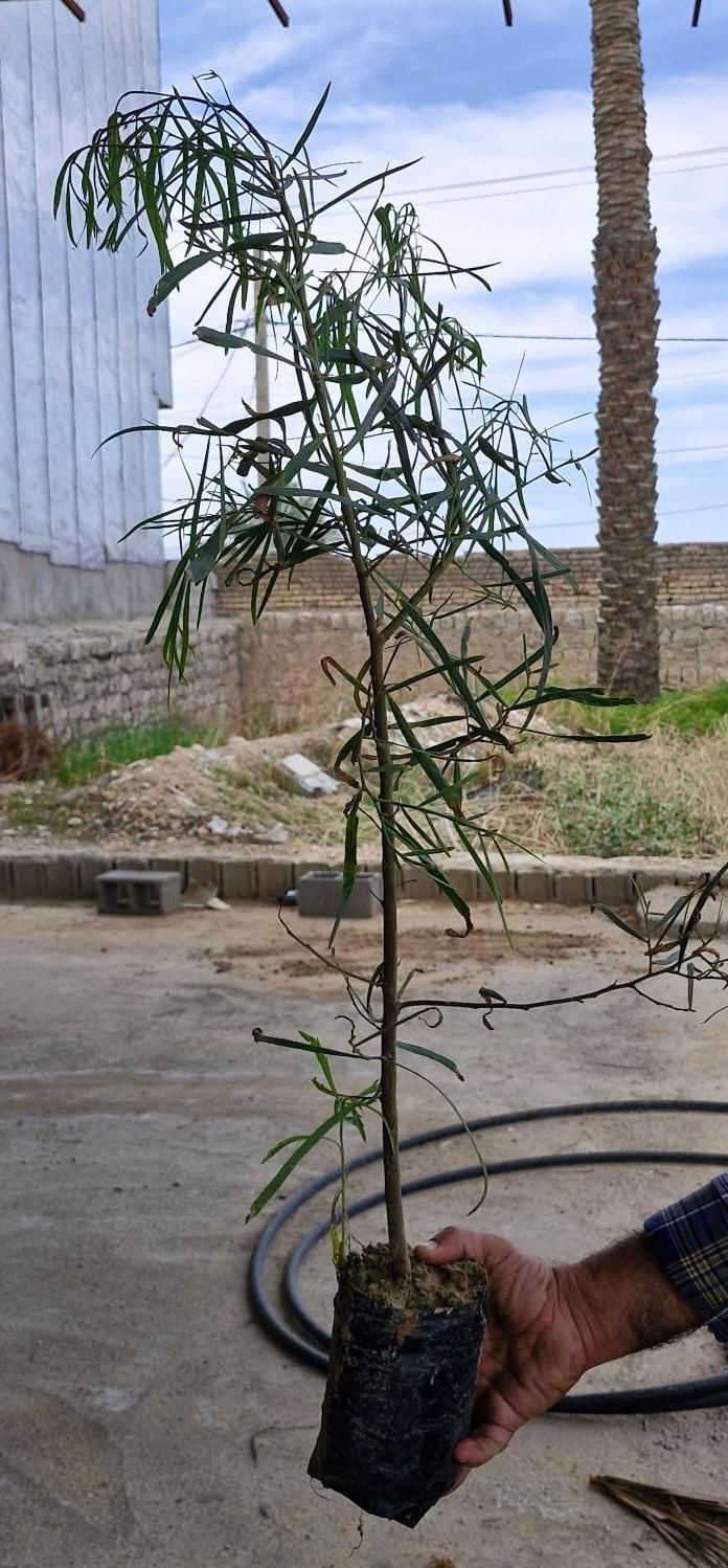 تولید تخصصی نهال اکالیپتوس و دیگر درختان جنگلی|خدمات باغبانی و درختکاری|جهرم, |دیوار