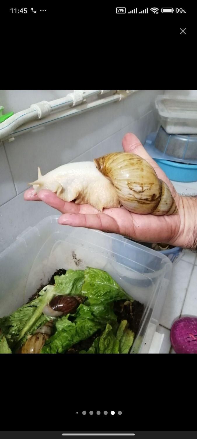 حلزون آلبینو نصف قیمت|خزنده|تبریز, |دیوار