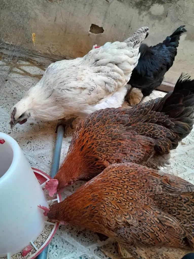 مرغ و خروس سمانی مرغ ویاندونت|حیوانات مزرعه|کرج, ساسانی (قلمستان)|دیوار