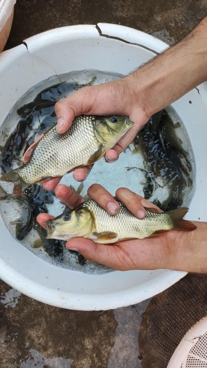 بچه ماهی کپور آمور فیتوفاگ بیگهد کوی خاویار اسپلش|ماهی|رشت, بلوار گیلان|دیوار