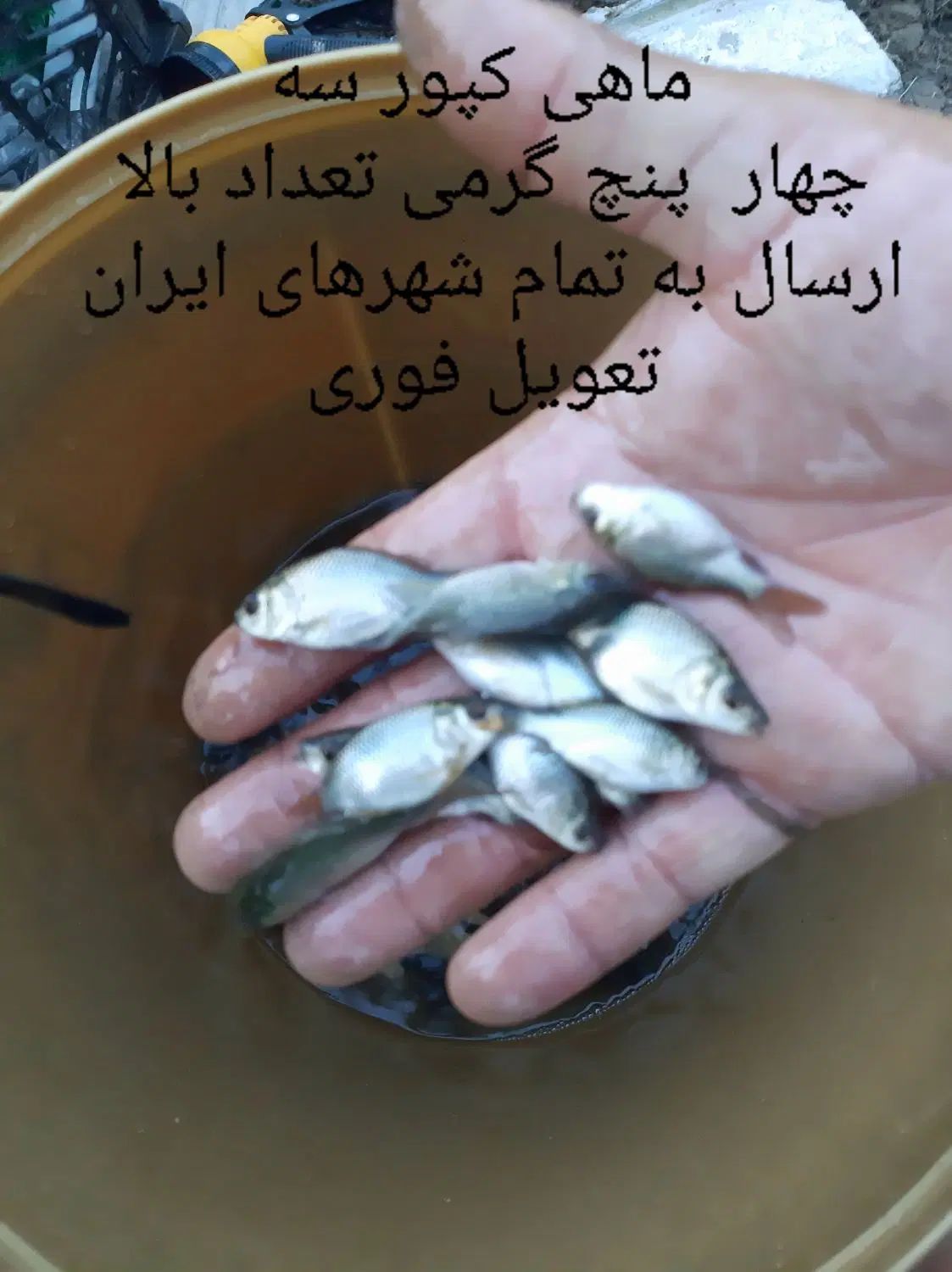 ماهی کپور عمده ارسال به تمام شهرهای ایران|ماهی|سنگر, |دیوار