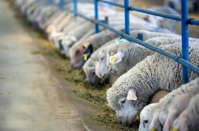 گوسفند زنده ارگانیک ب شرط نصف گوشتی|حیوانات مزرعه|مشهد, نوید|دیوار