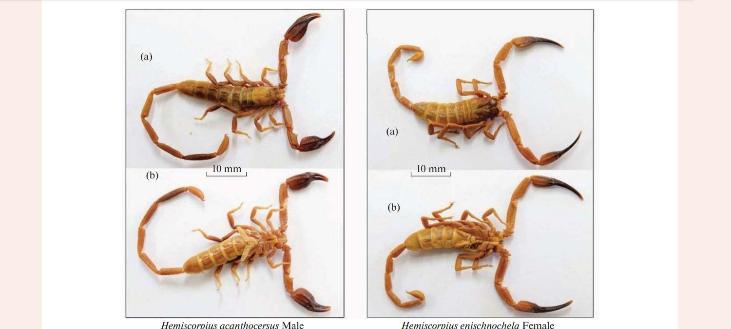 سم پاشی - ساس- سوسک - موش - جنوب کرمان|خدمات نظافت|جیرفت, |دیوار