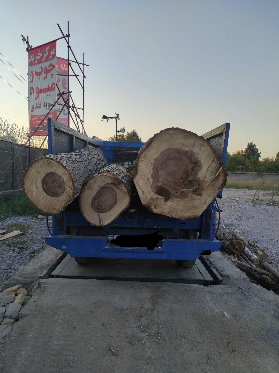 خریدچوب وریشه در حیاط باغ|خدمات باغبانی و درختکاری|ارومیه, |دیوار