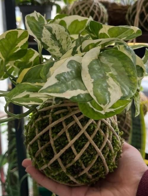 گلدون لامپ|صنایع دستی و سایر لوازم تزئینی|رشت, ساغری سازان|دیوار